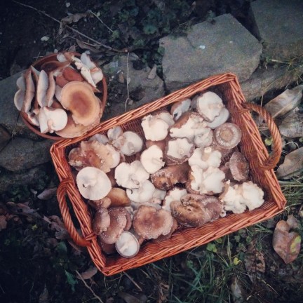 734833_1647298988870240_2961610560334388237_n