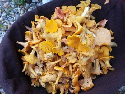 11231314_1596003063999833_649210261724022299_n